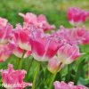 ruzovy trepenity tulipan fancy frills 7
