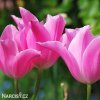 ruzovy tulipan china pink 3