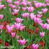 ruzovy tulipan china pink 4