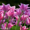 ruzovy tulipan china pink 5