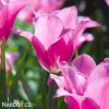ruzovy tulipan china pink 6