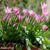 ruzovy tulipan china pink 7