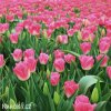 ruzovobily tulipan triumph dynasty 2