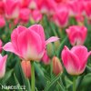 ruzovobily tulipan triumph dynasty 4