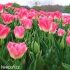 ruzovobily tulipan triumph dynasty 5