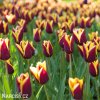 cervenozluty tulipan triumph gavota 2