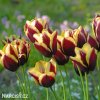 cervenozluty tulipan triumph gavota 3