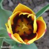 cervenozluty tulipan triumph gavota 4
