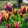 cervenozluty tulipan triumph gavota 5