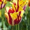 zlutocerveny tulipan triumph helmar 1
