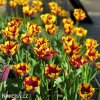 zlutocerveny tulipan triumph helmar 2