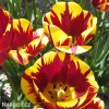 zlutocerveny tulipan triumph helmar 3