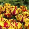 zlutocerveny tulipan triumph helmar 5
