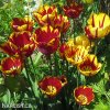 zlutocerveny tulipan triumph helmar 6