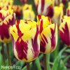 zlutocerveny tulipan triumph helmar 0