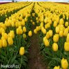 zluty tulipan triumph jan van nes 2
