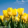 zluty tulipan triumph jan van nes 3