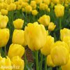 zluty tulipan triumph jan van nes 4