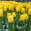 zluty tulipan triumph jan van nes 5