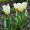 nizky tulipan concerto 2