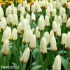 nizky tulipan concerto 3