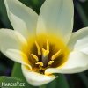 nizky tulipan concerto 7