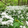 cesnek medvedi allium ursinum 4