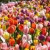 Tulipany smes 50 15