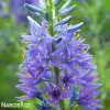 ladonik modry camassia caerulea 1