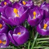 fialovy krokus victor hugo 5