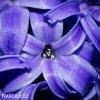 modry hyacint blue pearl 3