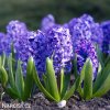 modry hyacint blue pearl 4