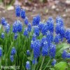 modřenec muscari blue magic 3