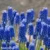 modřenec muscari blue magic 4