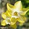 žlutobílý narcis sailboat lemon 1