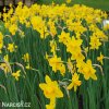 žlutý narcis sweetness 7