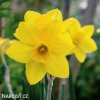 žlutý narcis sweetness 1