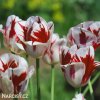 cervenobily tulipan grand perfection 2