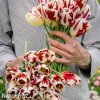 cervenobily tulipan grand perfection 4