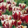 cervenobily tulipan grand perfection 5