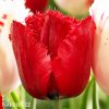 Tulipán třepenitý - Red Wing