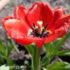 Tulipán třepenitý - Red Wing