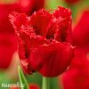 Tulipán třepenitý - Red Wing