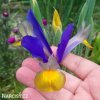 fialovožlutý kosatec iris frans halas 3