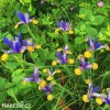 fialovožlutý kosatec iris frans halas 5