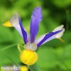 fialovožlutý kosatec iris frans halas 6
