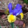 fialovožlutý kosatec iris frans halas 7