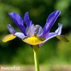 fialovožlutý kosatec iris frans halas 1
