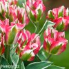 ruzovozeleny tulipan esperanto 3