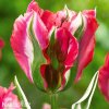 ruzovozeleny tulipan esperanto 1